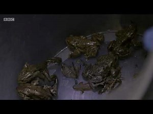 Common Toads on Wales: Land of the Wild (2021)