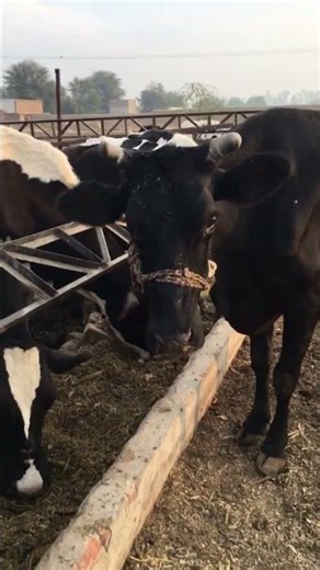 Black cow 🐄 #shortvideo #cow #dairyfarming #farming #dairyindustry #shorts