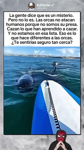 Las orcas no atacan humanos porque no estamos en su lista de presas