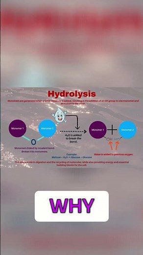 Hydrolysis: H2O, The Bond Breaker, Explained!