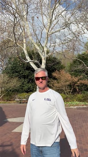 The American Sycamore, what a beauty! | a sycamore tree