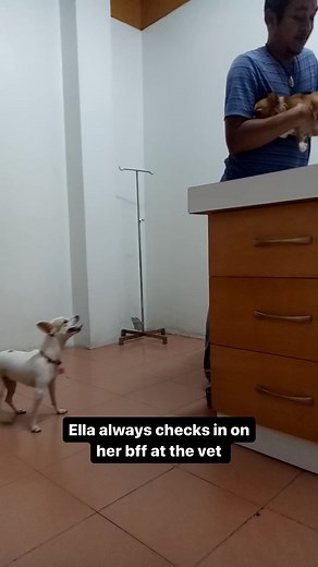 2.3K views · 78 reactions | Ella, tell your hooman about Dutch  #dutchpet #hellodutch | Dutch | Facebook