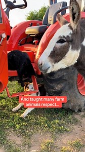 The new trainee will have a master trainer in Recon cat👀🐈‍⬛ #reconcat #livestockguardiandog #anatolianshepherd #bordercollie #puppy | Raventree Ranch