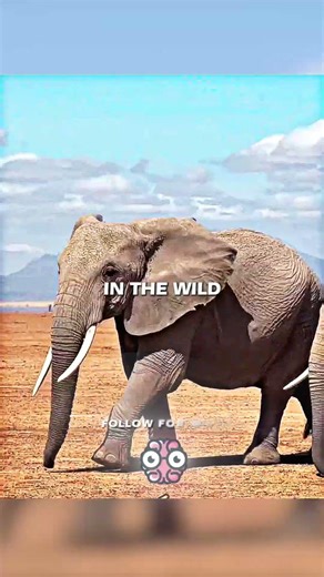 This Is Why Elephants Get Pedicures 🐘