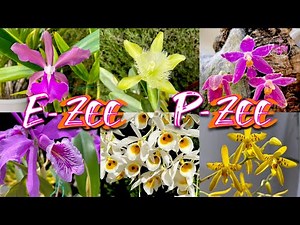 Highly Recommended Selection of SPECIES Orchids EASY to Grow not just Beginners & WHY #ninjaorchids