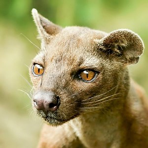 Fossa Facts: A Predator and Mongoose Relative in Madagascar