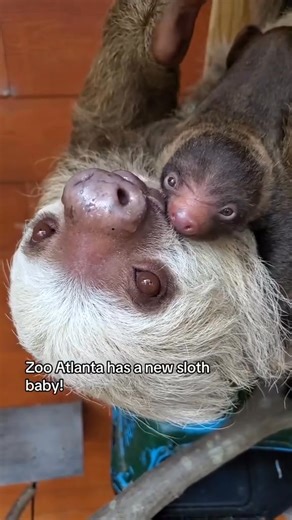 so sweet baby sloth | I Love Sloth
