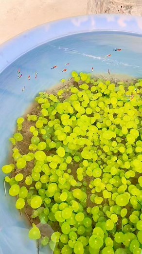 107K views · 2.9K reactions | Great idea for Guppies ❤️ | Betta Fish Lovers Cebu Ph | Facebook