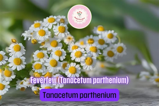 Feverfew – Live Bareroot Plant | Tanacetum Parthenium Hardy Perennial With Daisy-like Blooms for Gardens & Pollinator Borders - Etsy