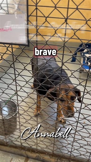 We recently shared some adorable photos of 🐾 Annabell 💕for Adopt a Senior Month — but behind those cute pictures is a girl who’s really struggling in the shelter. Annabell desperately needs a quiet place to decompress. Is there anyone who can foster this gentle senior? Annabell was adopted from us seven years ago and lived a wonderful life until her owner passed away. Now at 9-years old, she finds herself back in the shelter, and it’s been overwhelming for her. 💔 When the barking starts, she 