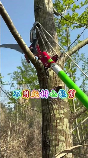 No Climbing Needed: Prune Trees Like a Pro
