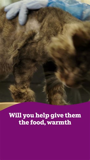 Please help bring a cat in from the cold. We urgently need your help to feed and care for abandoned cats. | Cats Protection