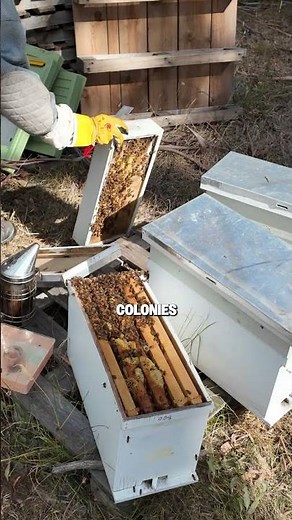 How to Prevent Swarming