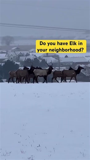 Having elk in your neighborhood is awesome ￼