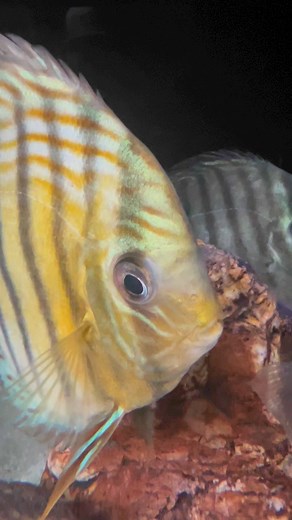 1.7K views · 21 reactions | Tefe Green Discus (Symphysodon aequifasciata) https://imperialtropicals.com/products/tefe-green-discus?_pos=1&_sid=e34d24b74&_ss=r | Imperial Tropicals | Facebook