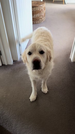 Golden Retriever vs Border Terrier: A Fun Contrast