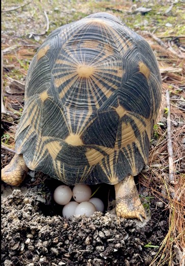 Critically Endangered Tortoise's Nesting Spot: The Perfect Backdrop?