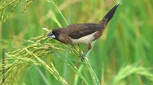 Bird eating rice in the rice field