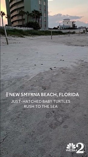 Watch the moment baby turtles rush to the ocean after hatching on a Florida beach