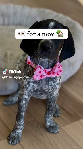 Adopt German Shorthaired Pointer Puppies Today!