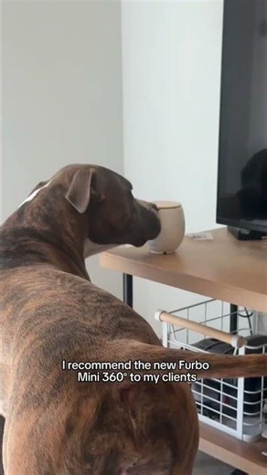 This pet camera helped Harvey's separation anxiety...#petcamera #furbocamera #doglife #dogparents