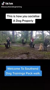 17K views · 238 reactions | Not just any Pack Walk... Southend Dog Training Pack Walk! | Southend Dog Training | Facebook
