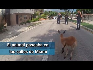 “Detienen” a canguro en Estados Unidos