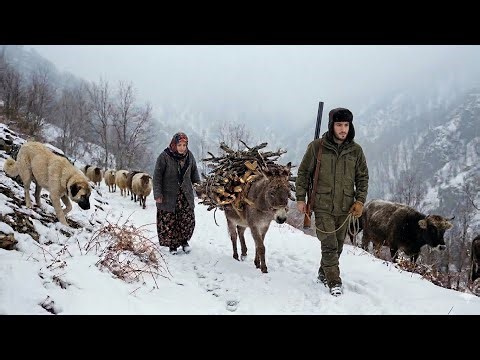 The Heaviest Snow in Nomadic Life | Bringing Firewood by Mule on a Freezing Day