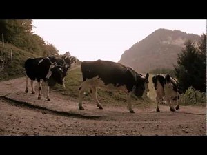 La désalpe par CAILLER