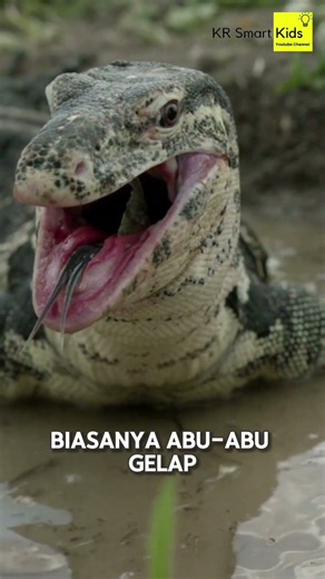 Mengenal Komodo #fypシ #shortsvideo #fypシ゚viral #krsmartkids #shortvideo