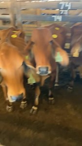 14K views · 102 reactions | 3 Red Zebu cows Sell Tuesday November 11th at Hallettsville Livestock Commission 361-293-4720 | Hallettsville Livestock Comm. Co | Facebook