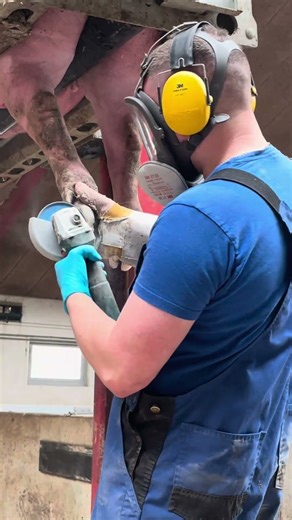 Pig Hoof Care Compilation