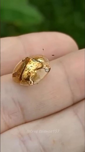 The Golden Tortoise Beetle – A Living Gem #goldentortoisebeetle