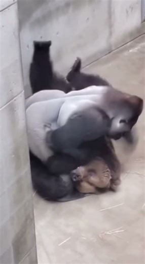 Gorilla vs Grizzly Bear - BRUTAL War 😱 #shorts