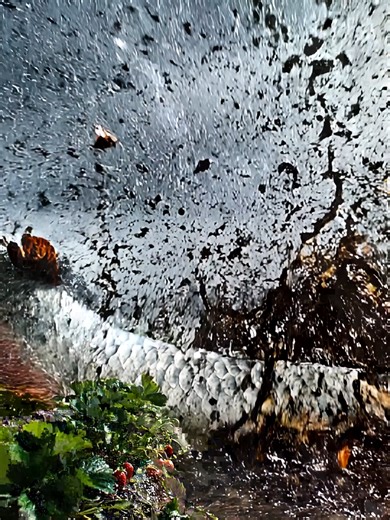 a massive frying pan? In this crazy outdoor cooking moment, huge fish leap from the river straight into a giant sizzling pan over fire. The splashing water, hot oil, and dramatic flames create an epic food fantasy scene you won’t believe! Watch until the end to see the most satisfying giant cooking moment. Imagine standing beside a river when suddenly giant fish begin jumping out of the water one after another. Now imagine those fish landing directly into a massive frying pan over blazing fire! 