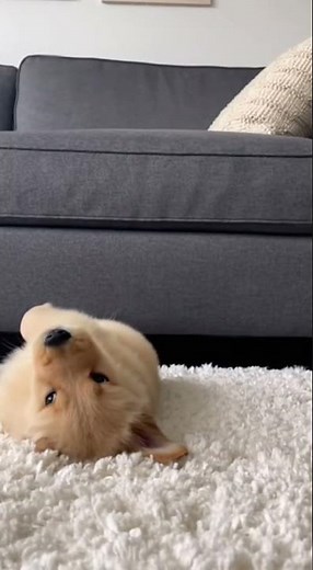 The "Epic" Jump... Followed by Confusion! 😂 #puppyfail #funnydog #goldenretriever