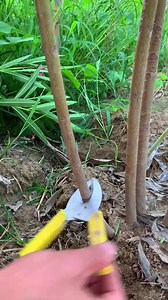 944K views · 6.2K reactions | Oleander tree air layering #airlayering #propagated #propagateplants #foryou #fyp #airlay | Grafting Planting | Facebook