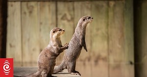 Feeding time at the zoo