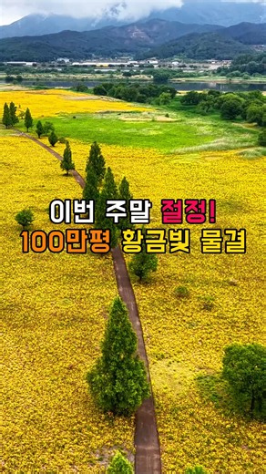 이번 주말 절정! 100만평 황금빛 물결 #국내여행 #트레킹