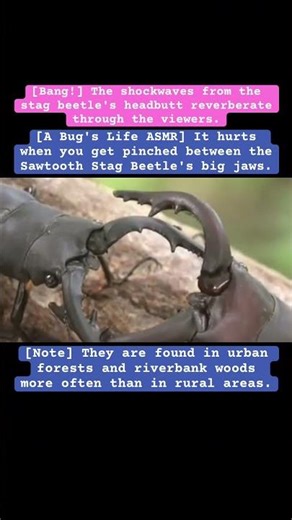 [A Bug's Life ASMR] It hurts when you get pinched between the Sawtooth Stag Beetle's big jaws.