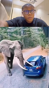 I tot elephant we’re good animals 😳😭 | Kehvyn Grey