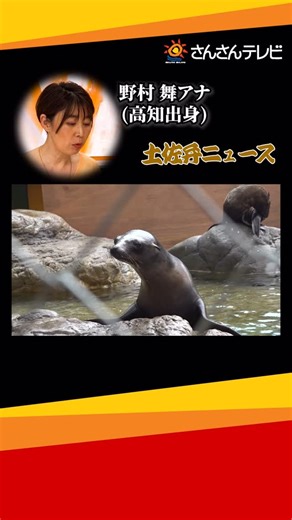 さんさんテレビ on Instagram: "高知出身の高知さんさんテレビアナウンサー、野村舞アナが、高知のニュースを土佐弁でお届けします！ #プライムこうち #高知 #ニュース #土佐弁 #土佐弁ニュース #ほいたらね"