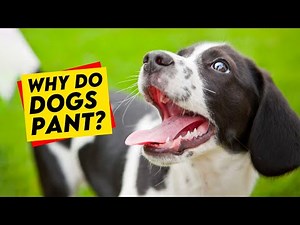 7 Reasons for Dogs Panting