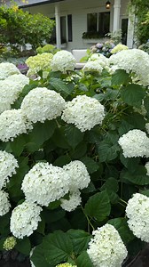 It takes very strong stems to support blooms the size of giant snowballs at the home of Garden Answer! Incrediball hydrangea is offered in two colors and is hardy in zones 3-8, learn more, pwwin.rs/IBall | Proven Winners