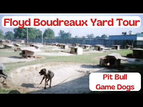 Floyd Boudreaux Yard Tour - American Pit Bull Terrier Kennel