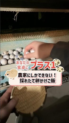 【究極のTKG】うずら農家が直伝！5粒贅沢使いの「超濃厚うずら卵かけご飯」が旨すぎる。 #うずら卵 #幡野ファーム #卵かけご飯 #豊橋うずら #濃厚 #地産地消 #UZULAB #shorts