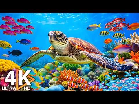 4K Deep Sea - Stunning Coral Reef, Fish, Jellyfish & Relaxing Sleep Meditation Music #18