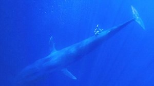 Take a look at this gorgeous Blue Whale safari in Sri Lanka