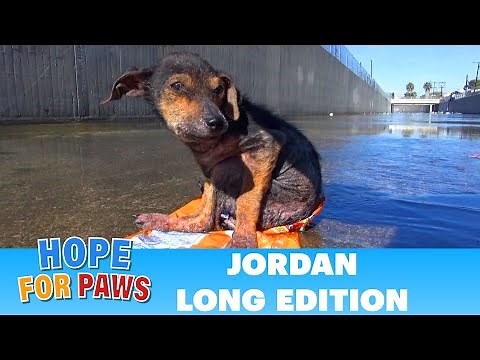 Jordan's Journey - The extended version. #dog