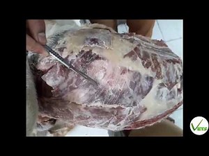 Abdominal muscles of Dog